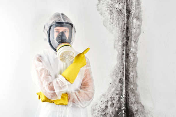 Trusted Port St John, FL Mold Removal & Remediation Experts